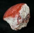 Pennsylvanian Aged Red Agatized Horn Coral - Utah #15259-1